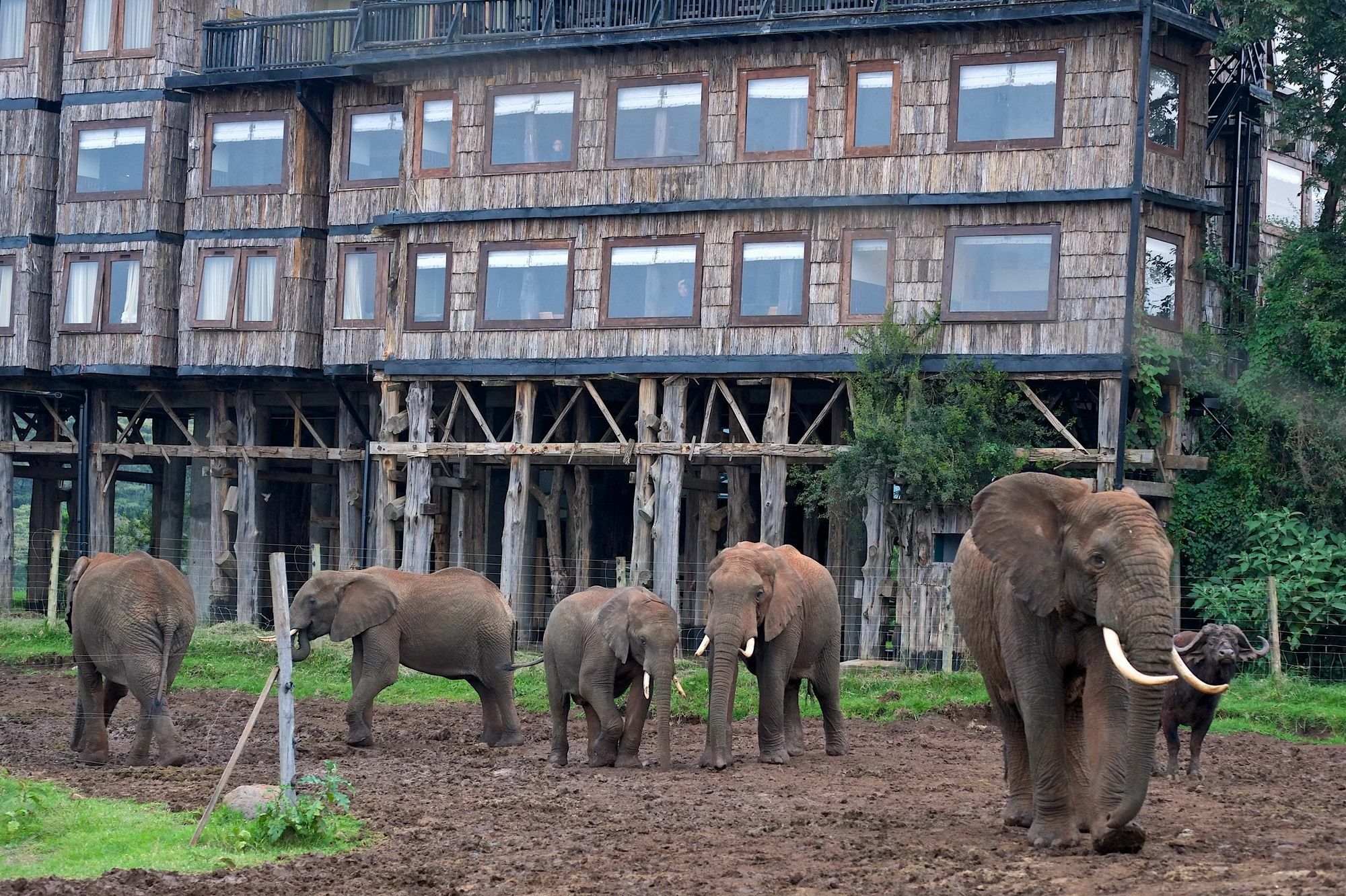 Treetops Mweiga Eksteriør billede